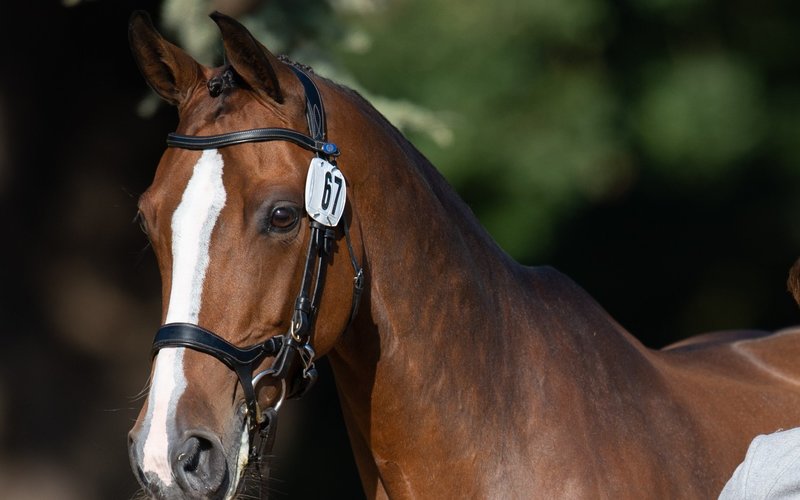 Normal post horse head