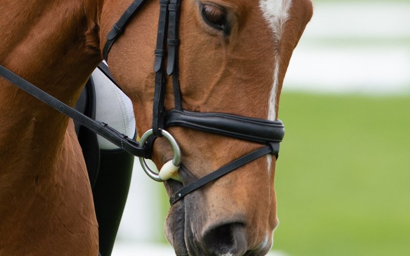 Normal post horse bit