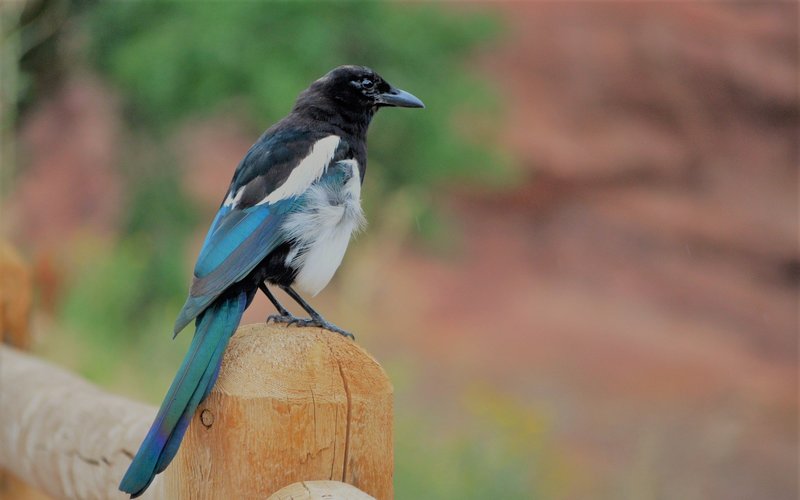 Normal post superstitions magpie