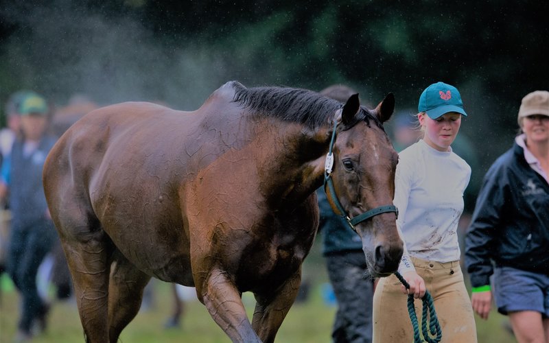 Normal post horse hydration horse cooling down
