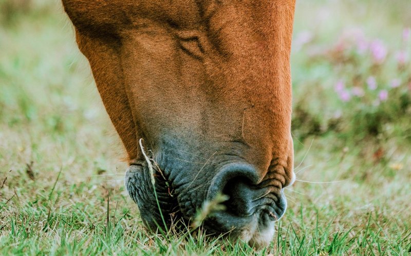 Normal post happy horse