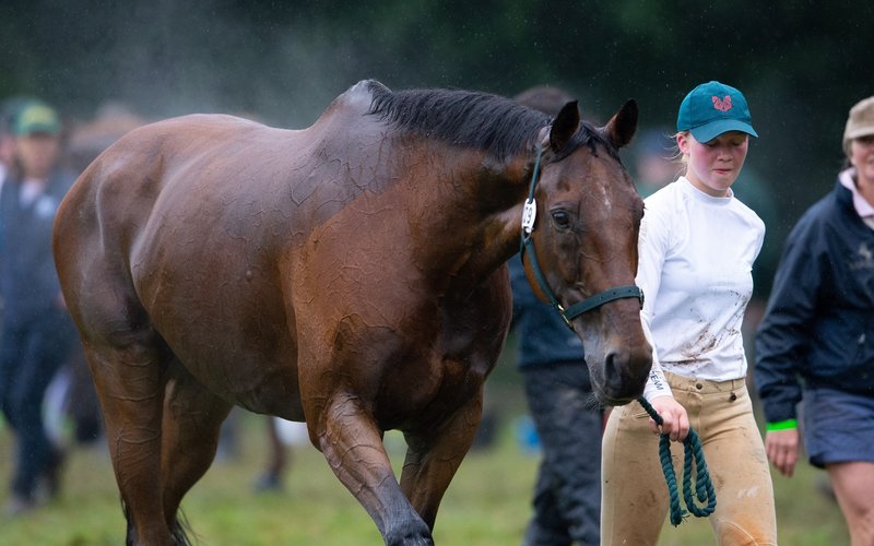 Normal post horse recovering after exercise