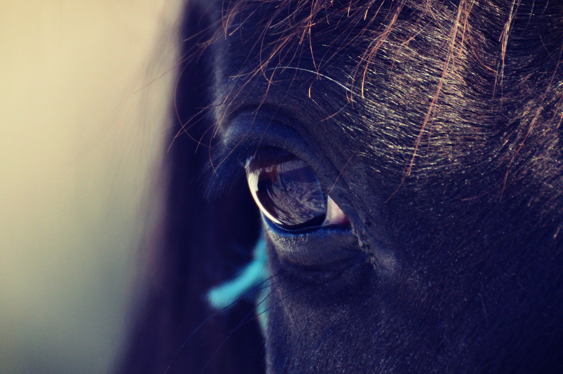 British Eventing Life How do horses see?