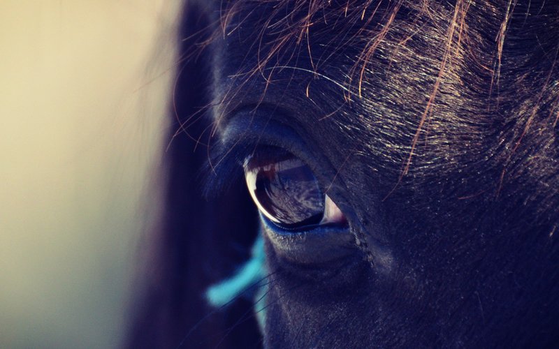 Normal post horseeye
