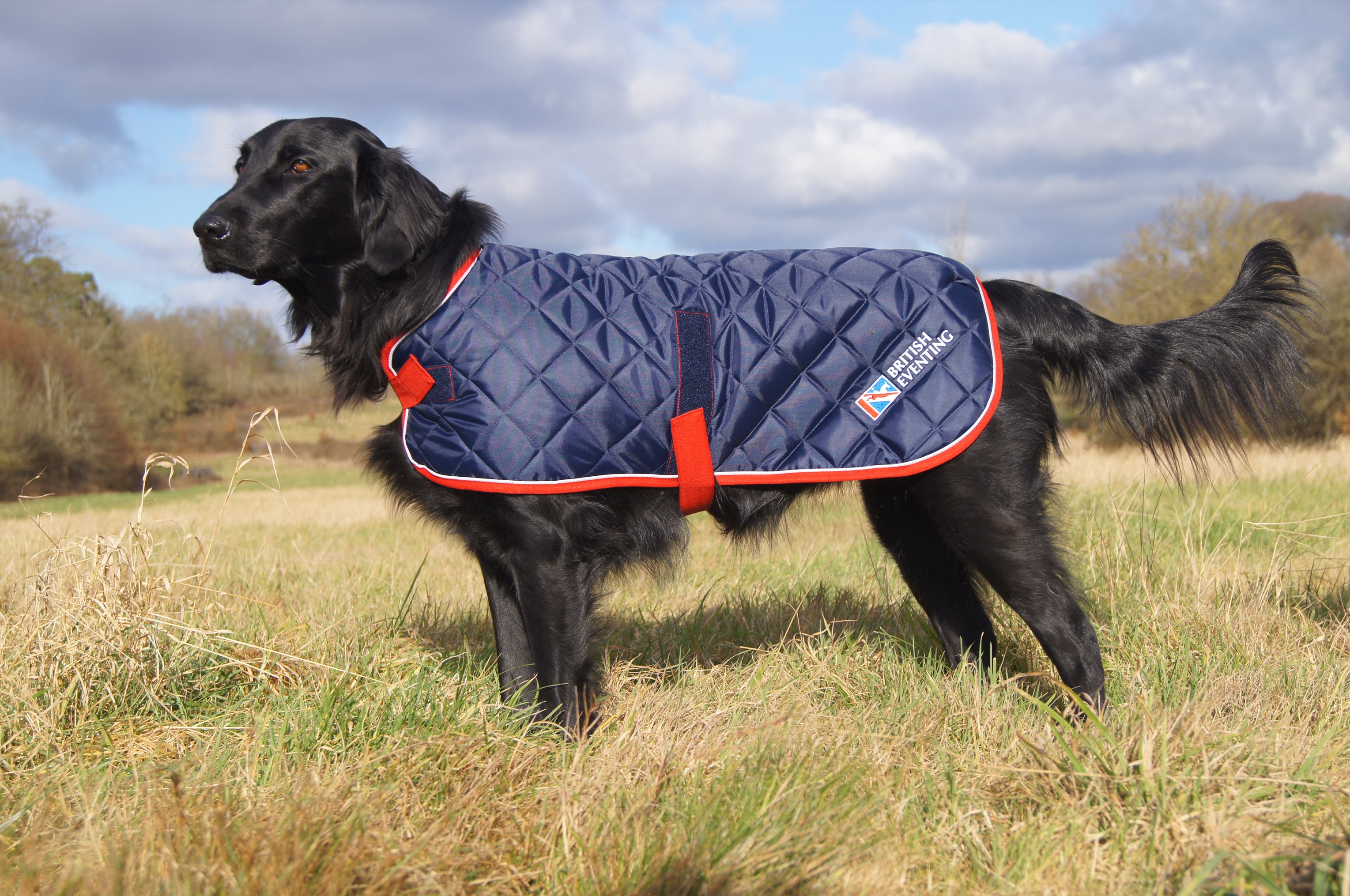 Wainwrights Grain Free Dog Food >> British Eventing Life | Meet the models behind the new BE Dog Coat Wainwrights Grain Free Dog Food >> British Eventing Life | Meet the models behind the new BE Dog Coat