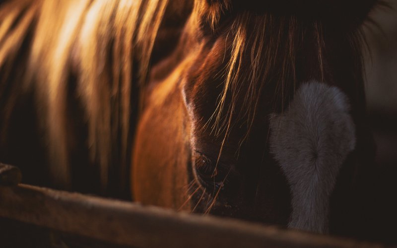 Normal post horse eating