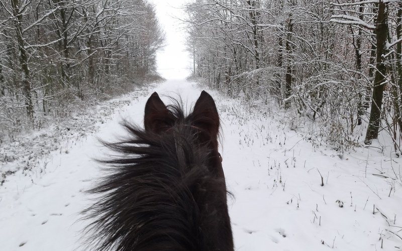Normal post winter workout for horses